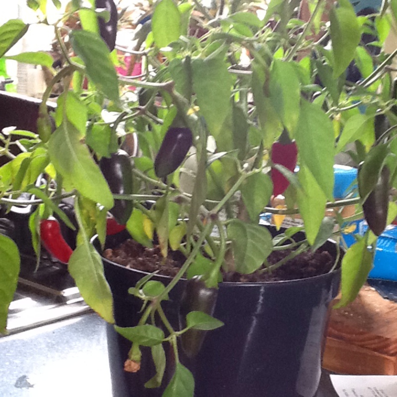 Capsicum Annuum 'chenzo', Chilli Pepper 'chenzo' - Uploaded By 