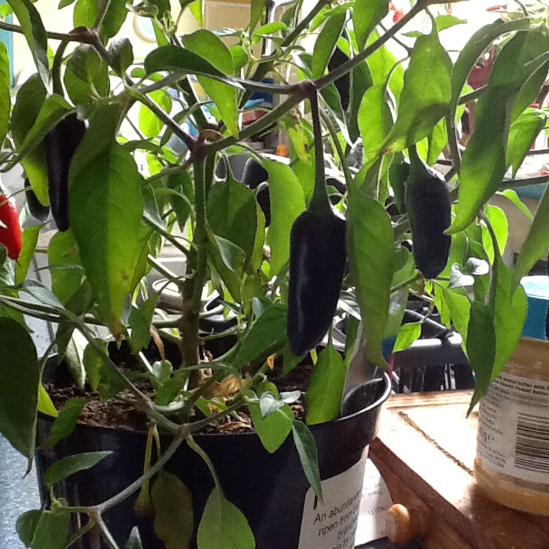 Plant image Capsicum Annuum 'Chenzo'