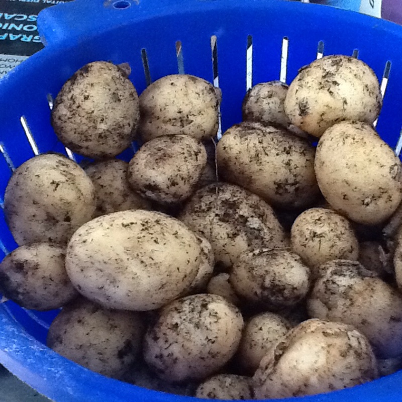 Plant image Solanum tuberosum 'Maris Bard'