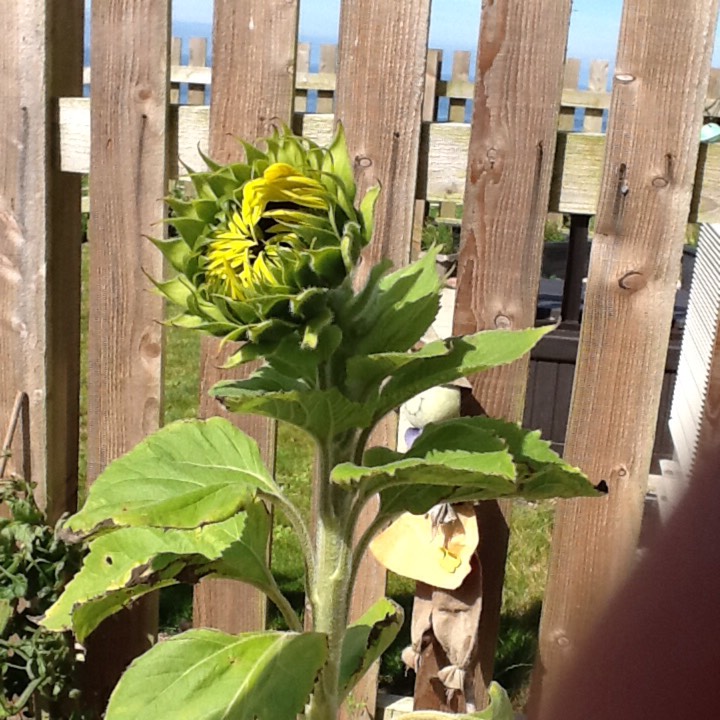 Plant image Helianthus annuus 'Little Dorrit'