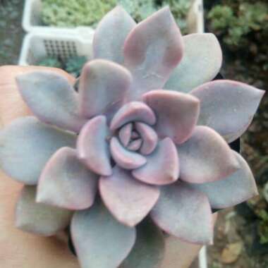 Graptoveria 'Debbi'