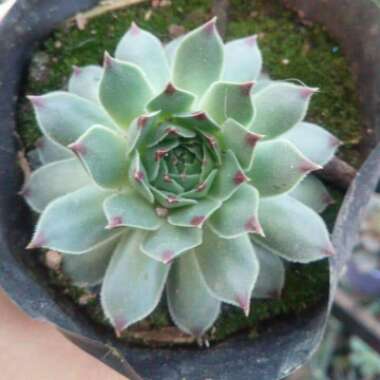 Sempervivum 'Cutix'