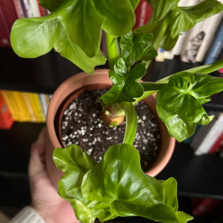 Plant image Alocasia macrorrhizos