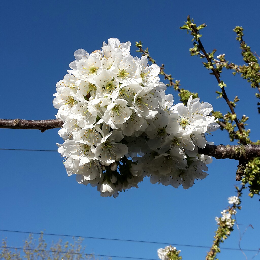 Plant image Prunus japonica 'Brilliant'