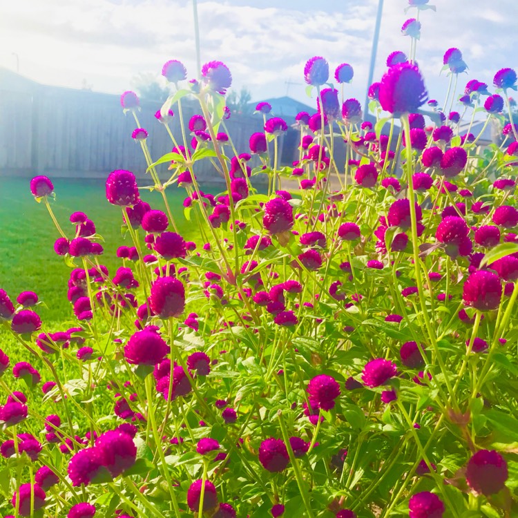 Plant image Gomphrena globosa