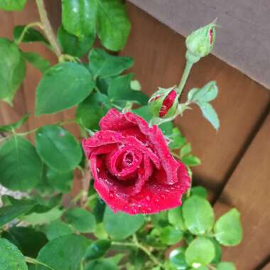 Rose 'Ena Harkness'