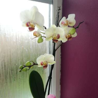 Orchid