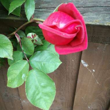 Rose 'Ena Harkness'