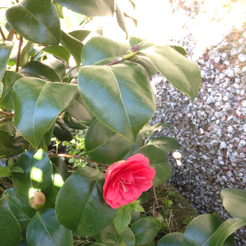 Camellia 'Pink'