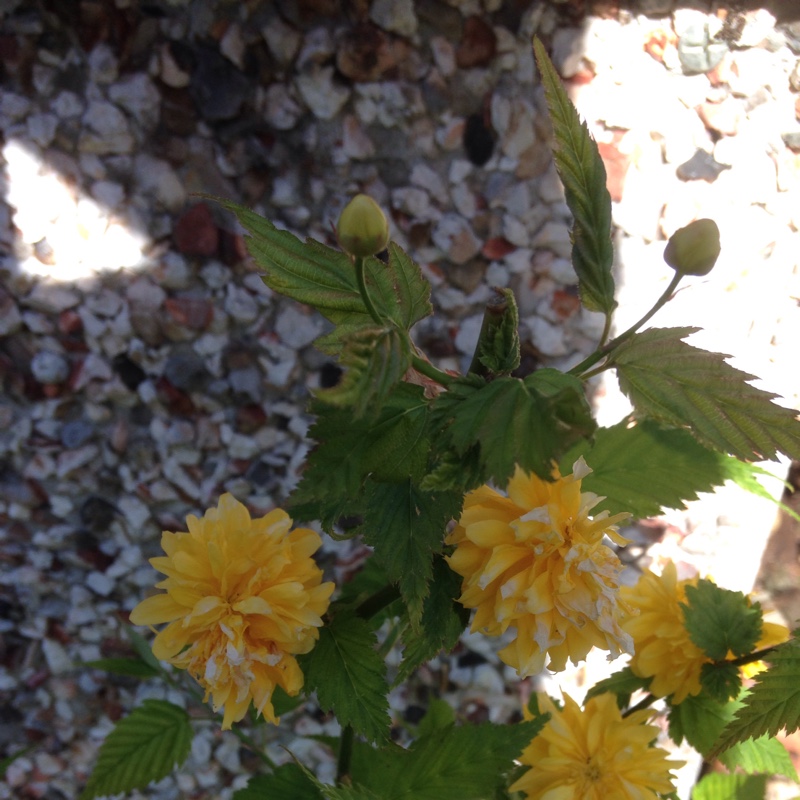 Winter Jasmine