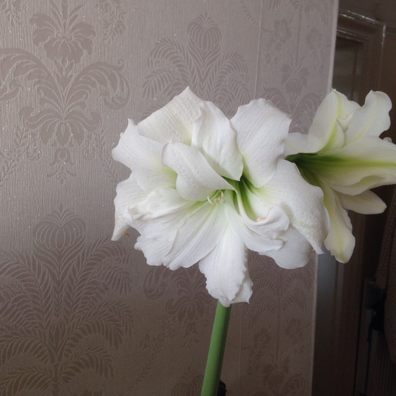 Hippeastrum 'Candy Floss'