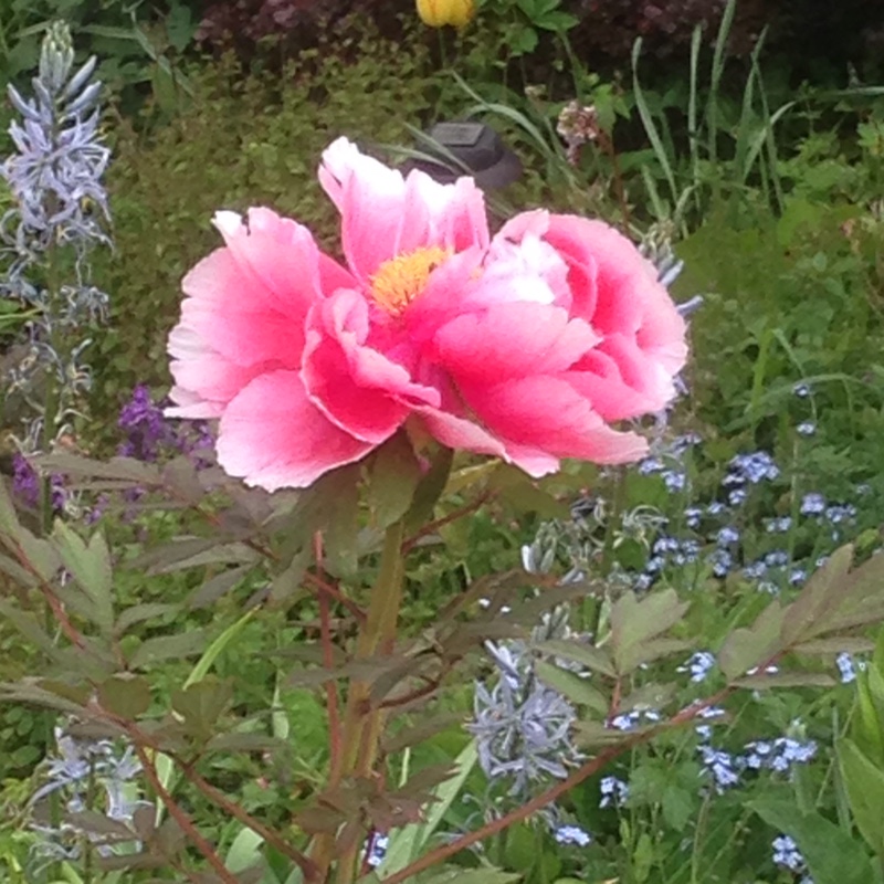 Tree Peony 'Duchess of Kent'