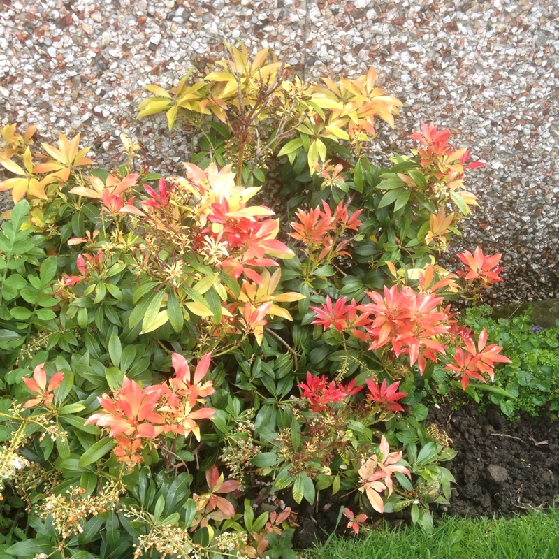 Pieris 'Forest Flame'