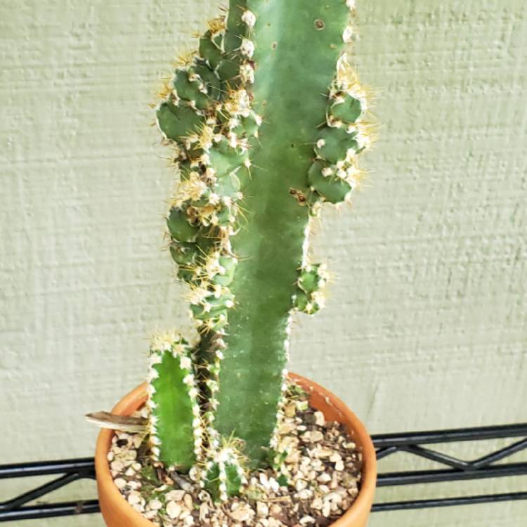 Plant image Cereus fernambucensis 'Lem'