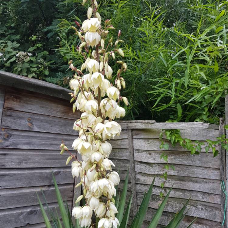 Plant image Yucca gigantea