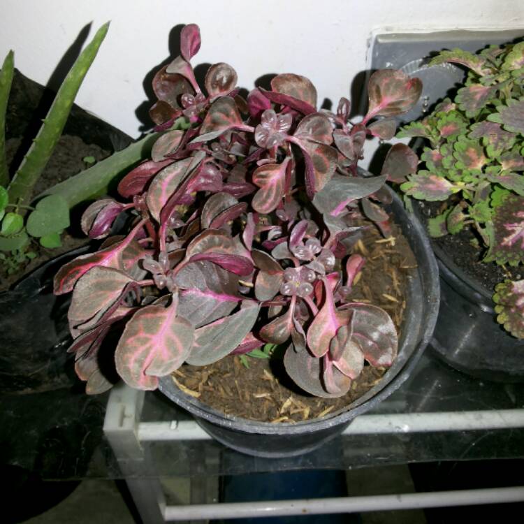 plant image 319264