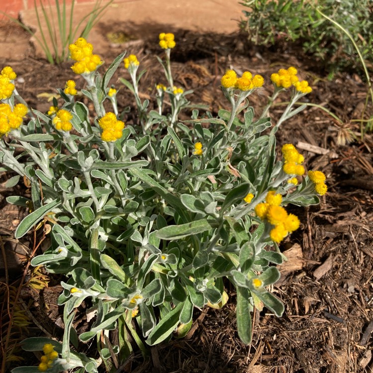 Plant image Chrysocephalum apiculatum