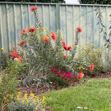 Leucospermum reflexum hybrid 'So Exquisite'