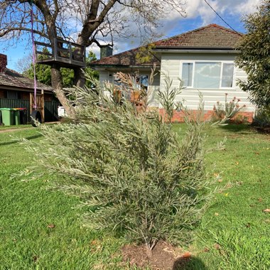 Acacia pendula