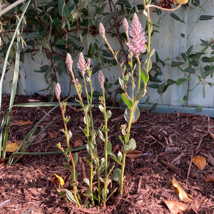 Plant image Ptilotus exaltatus 'Joey'