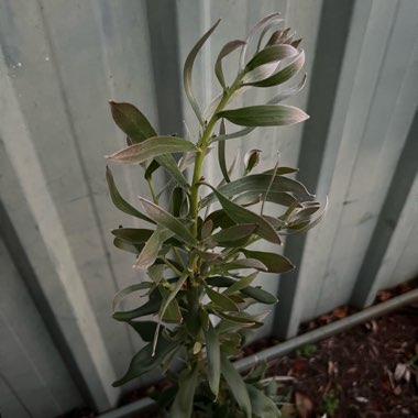 Isopogon Cuneatus