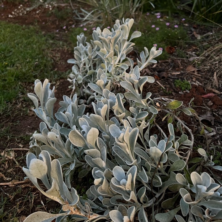 Plant image Chrysocephalum apiculatum