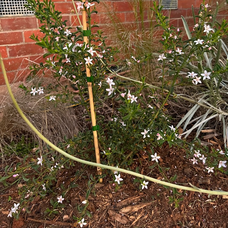 Plant image Philotheca myoporoides