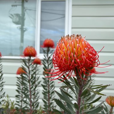 Leucospermum reflexum hybrid 'So Exquisite'