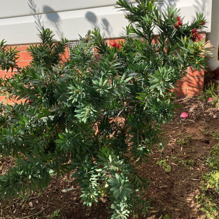 Plant image Callistemon Citrinus 'Little John'