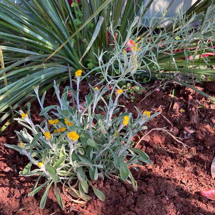 Plant image Chrysocephalum apiculatum