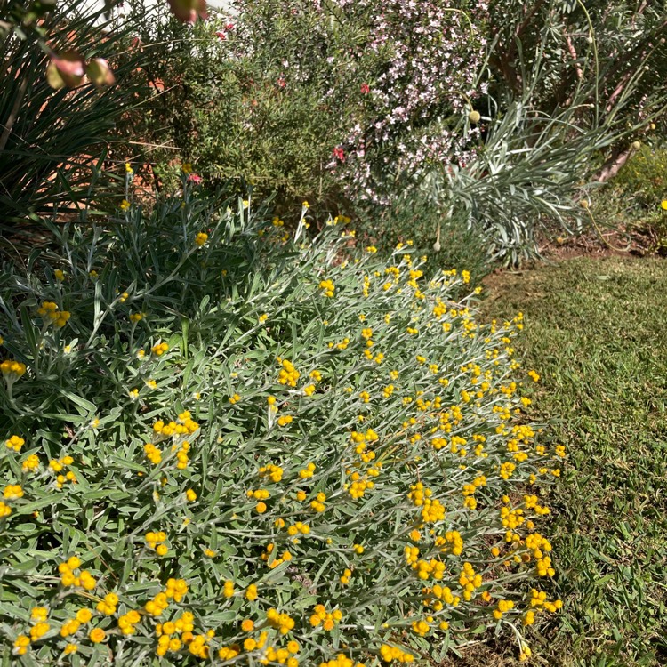 Plant image Chrysocephalum apiculatum