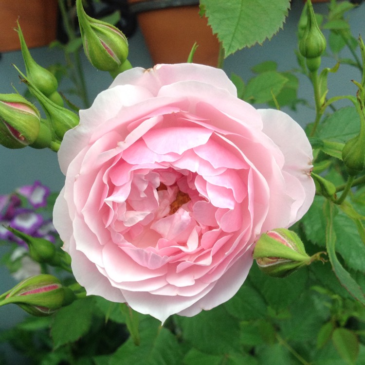 Plant image Rosa 'Lady Salisbury'