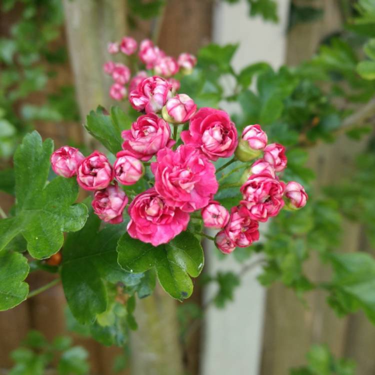 Plant image Crataegus laevigata 'Paul's Scarlet'