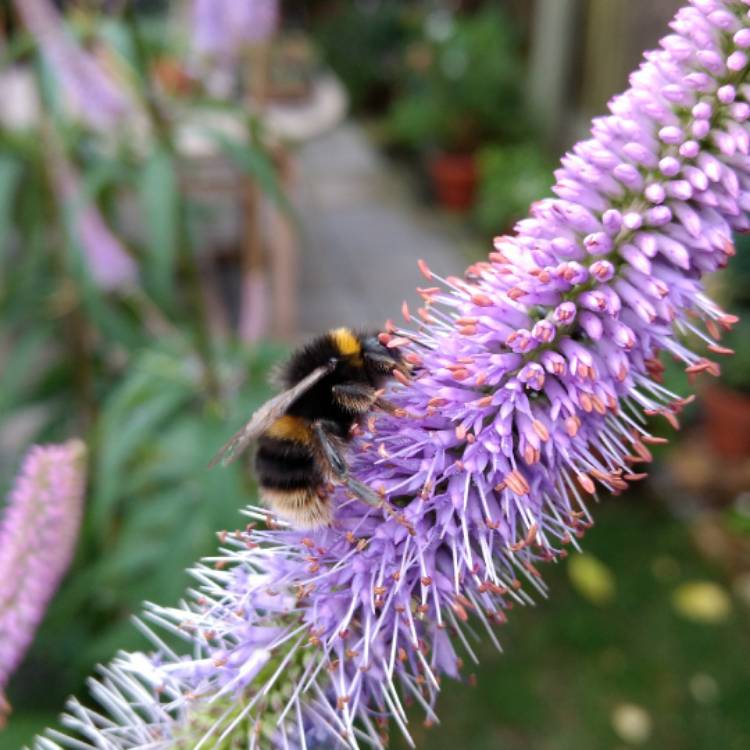 Plant image Veronicastrum virginicum syn. Veronica virginica