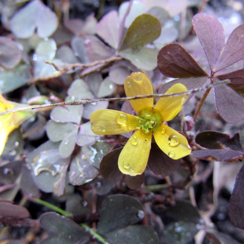 Plant image Oxalis vulcanicola 'Burgundy'