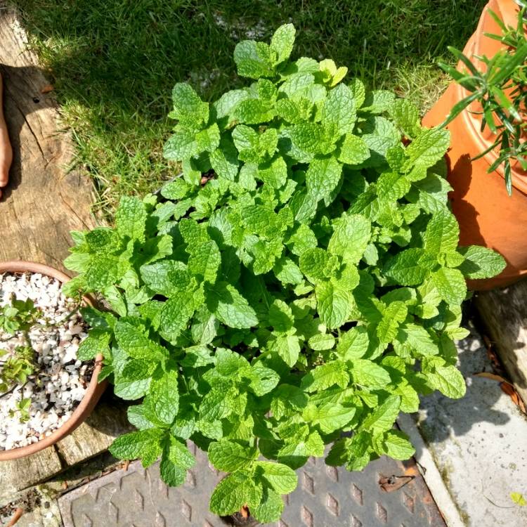 Plant image Mentha spicata var. crispa 'Moroccan'