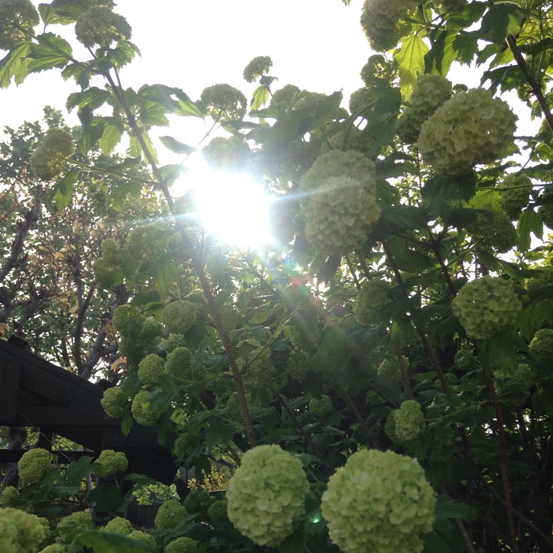 European Snowball Bush