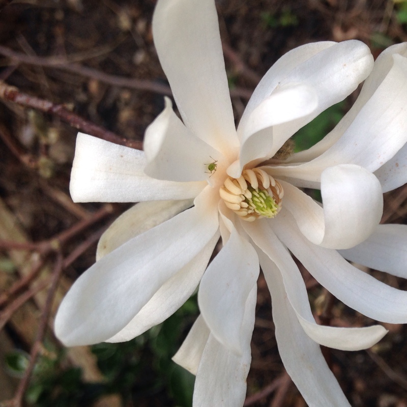 Magnolia stellata