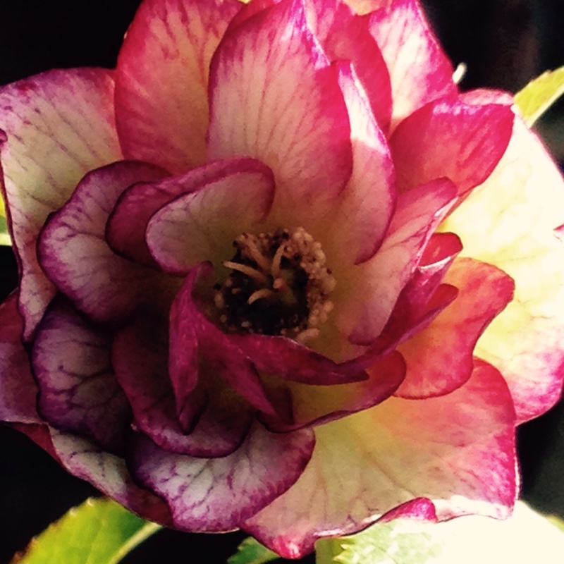 Hellebore