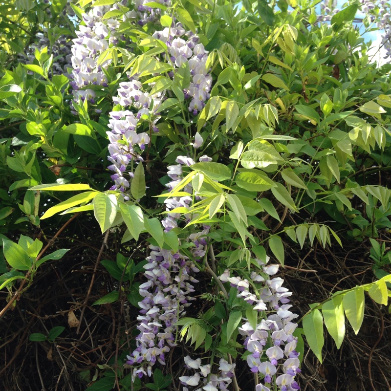 Chinese Wisteria