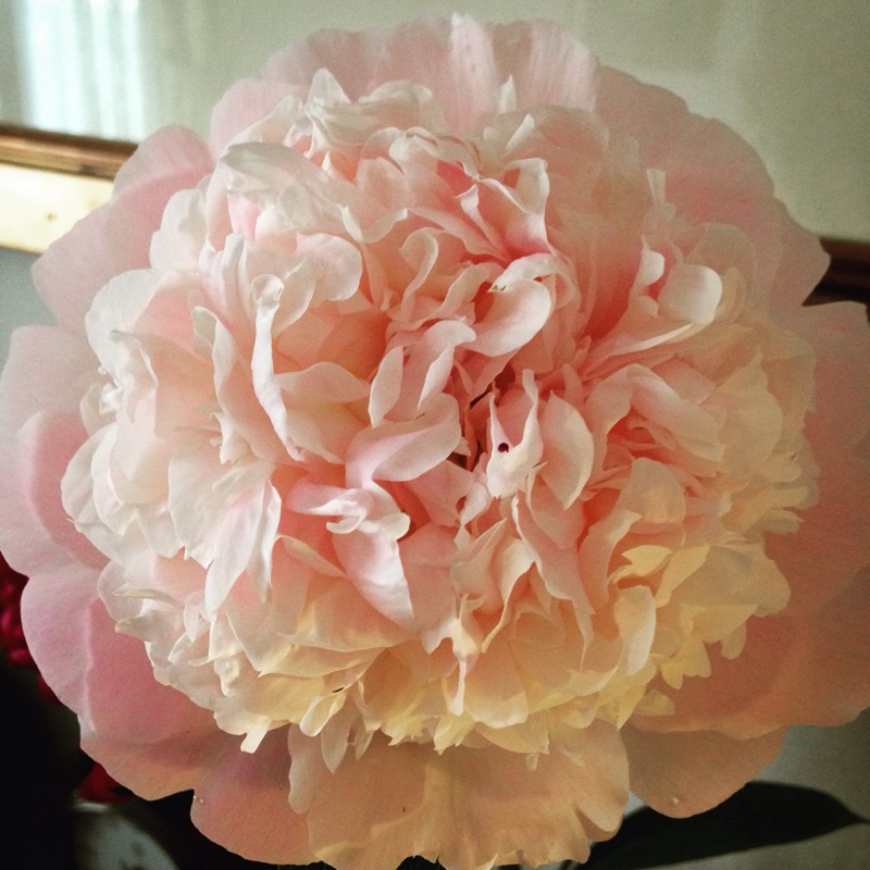 Peony