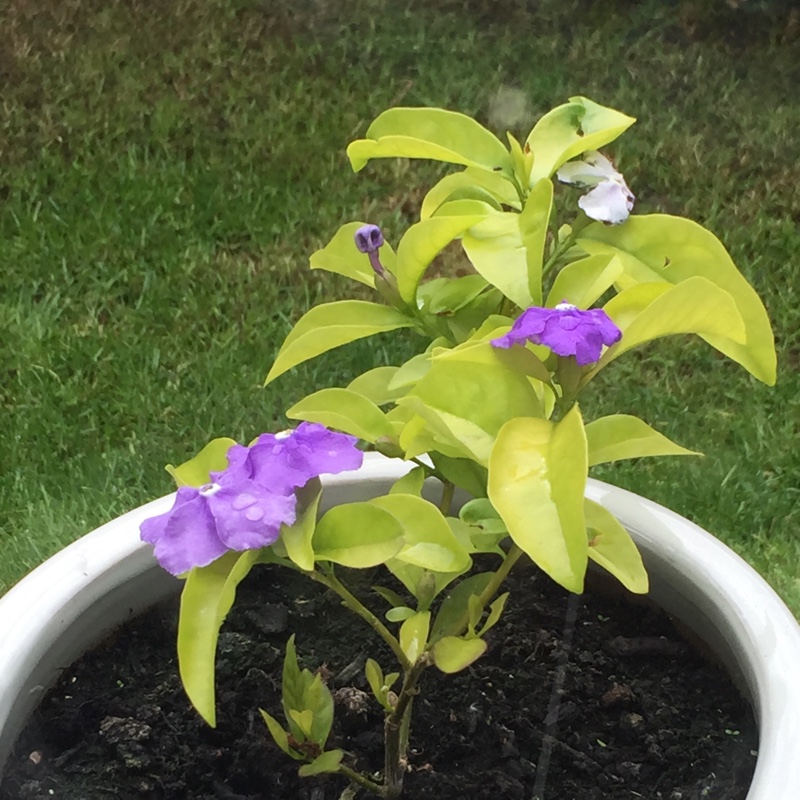 Plant image Brunfelsia pauciflora syn. Brunfelsia calycina