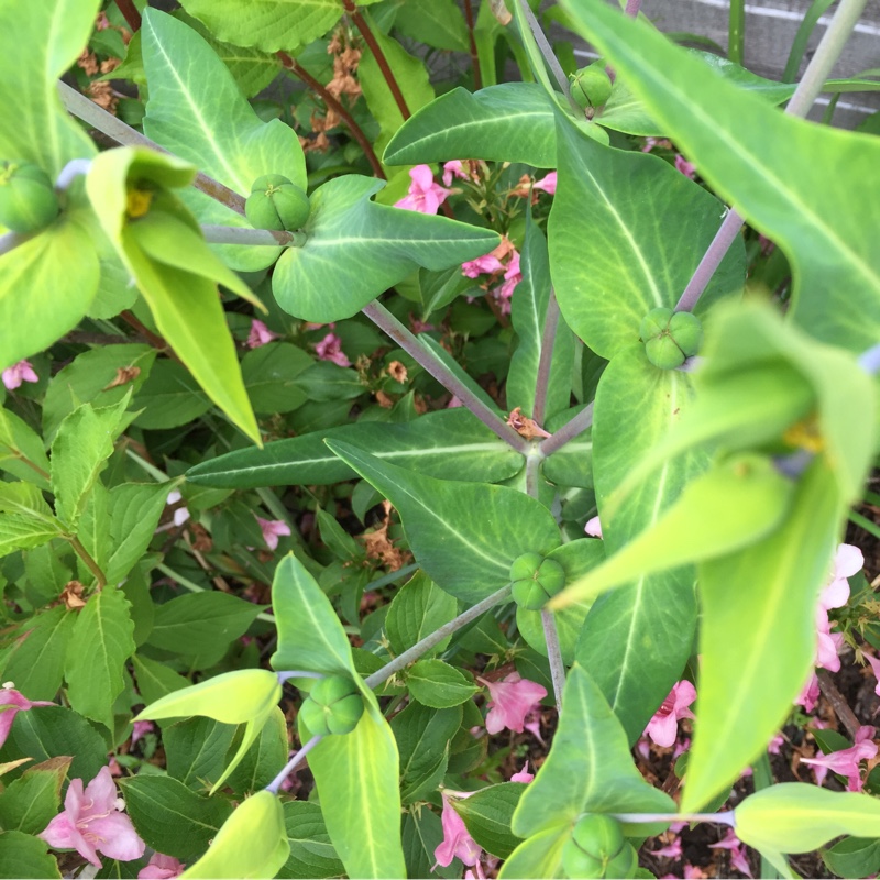 Plant image Actinidia kolomikta syn. Actinidia maloides