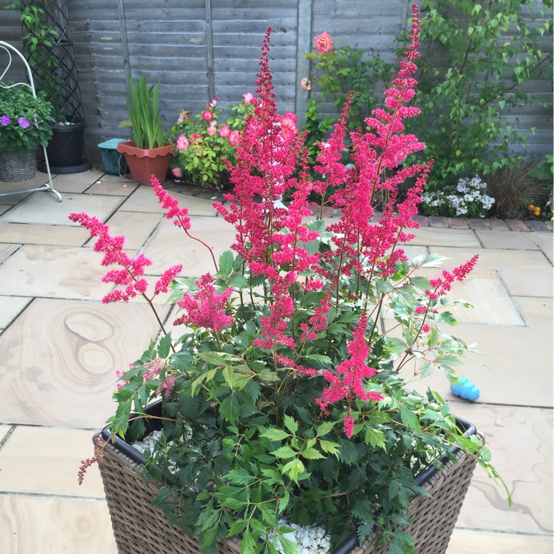 Plant image Astilbe japonica 'Elisabeth van Veen'