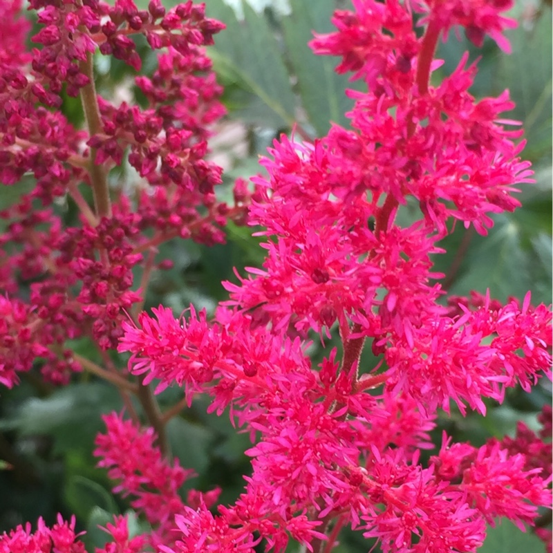 Plant image Astilbe japonica 'Elisabeth van Veen'