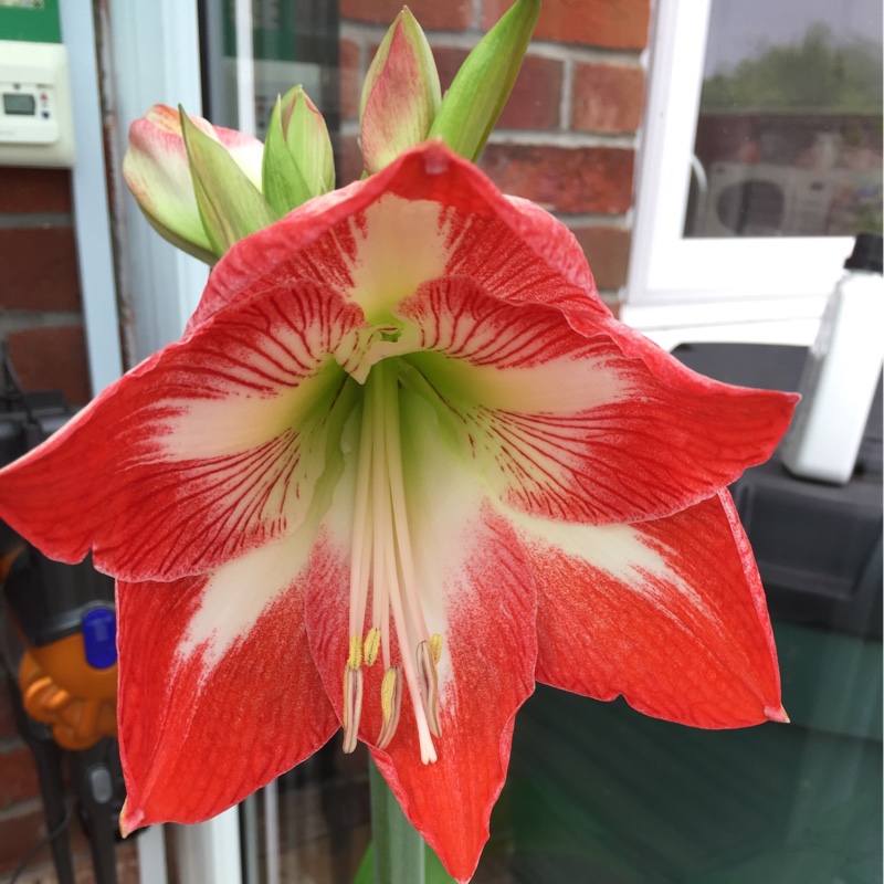 Plant image Hippeastrum 'Candy Floss'