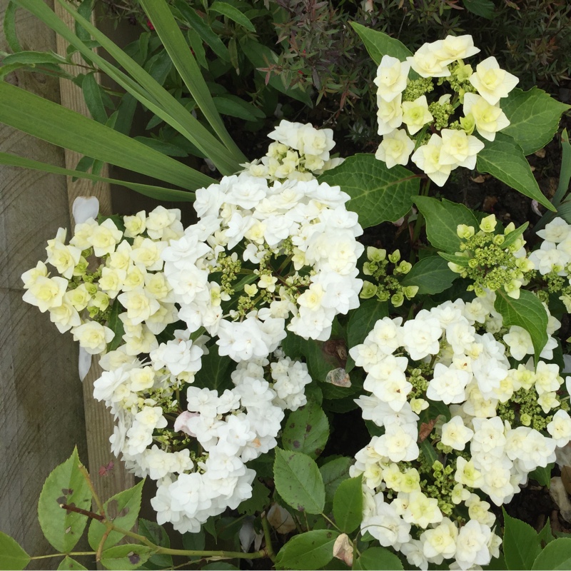 plant image 144105