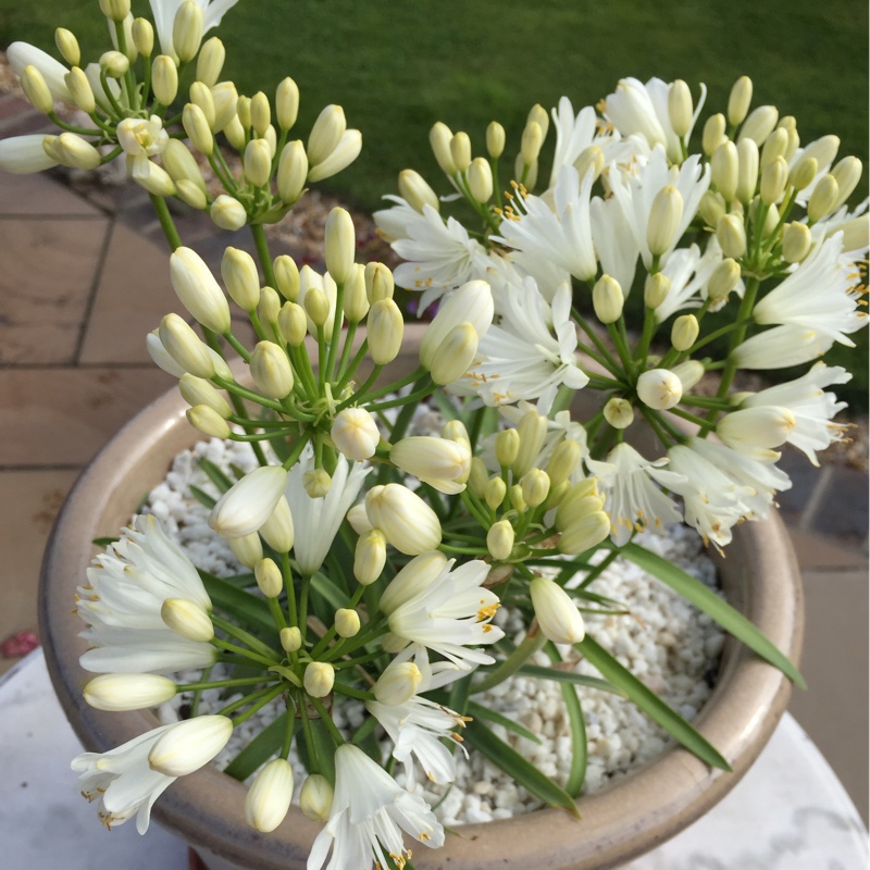 Plant image Agapanthus 'White Heaven'