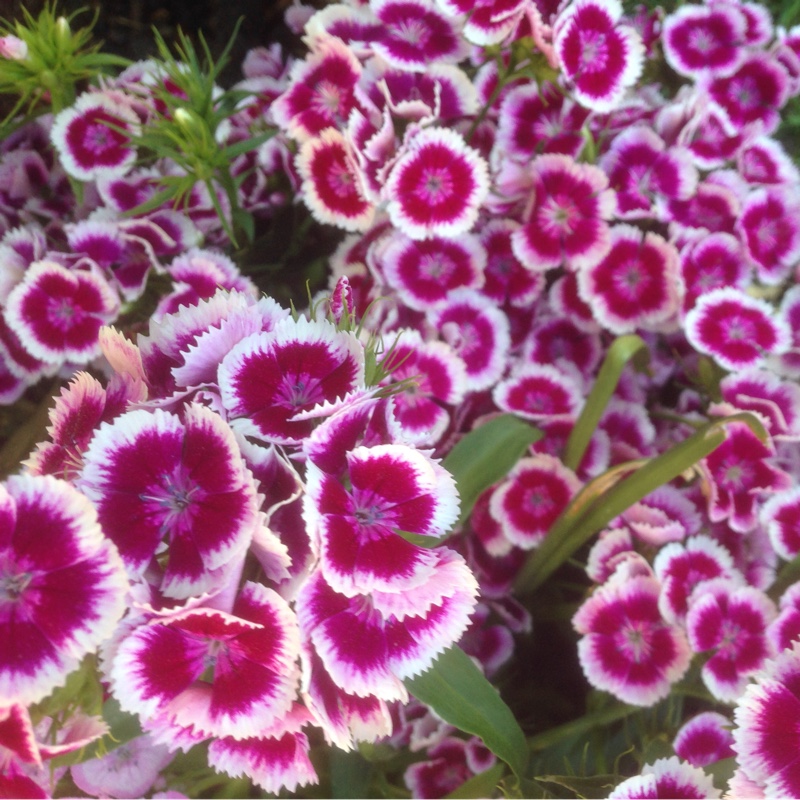 Plant image Dianthus barbatus 'Persian Carpet'