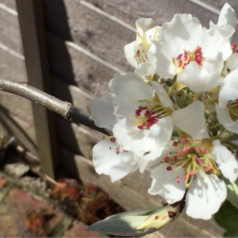 Plant image Malus domestica 'Braeburn'